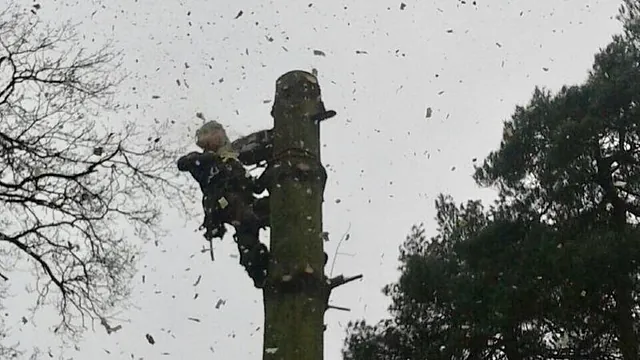 A tree with overhanging branches removed