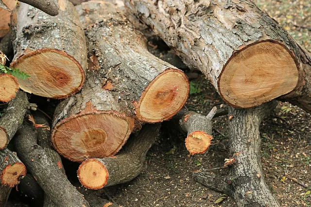 Large branches chopped