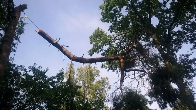 Tree surgery on an oak tree